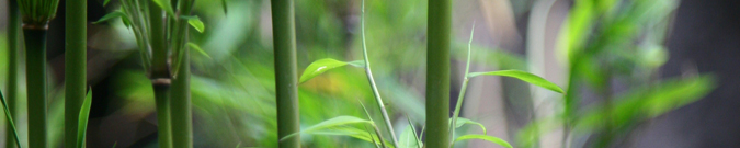 Bamboo, Jamie Hunt